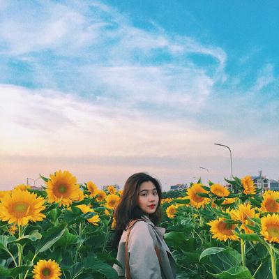 Vườn hướng dương nở rộ ở Hải Dương 2