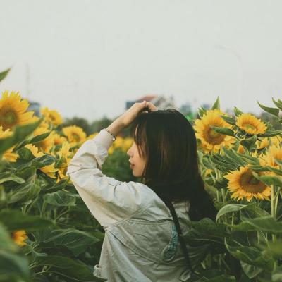 Vườn hướng dương nở rộ ở Hải Dương 3