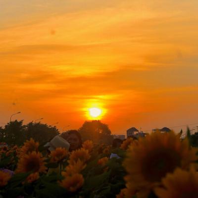 Vườn hướng dương nở rộ ở Hải Dương 5