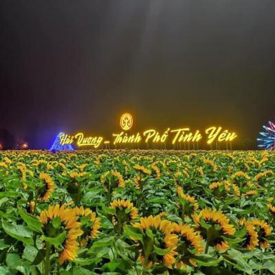 Vườn hướng dương nở rộ ở Hải Dương 6