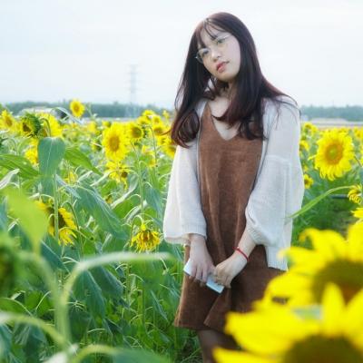 Vườn hướng dương nở rộ ở Hải Dương 9