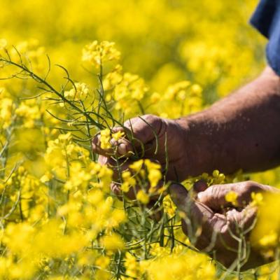 Mùa hoa cải hút khách ở Australia 4