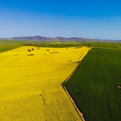 Mùa hoa cải hút khách ở Australia 5