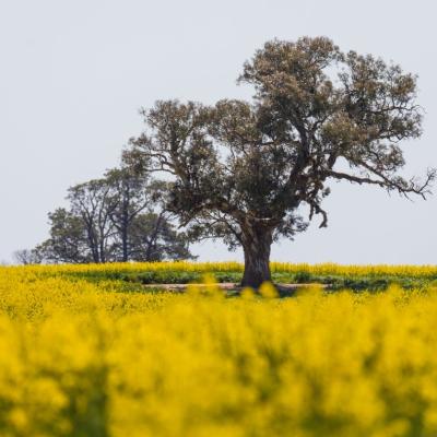 Mùa hoa cải hút khách ở Australia 6
