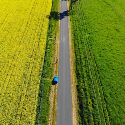 Mùa hoa cải hút khách ở Australia 7