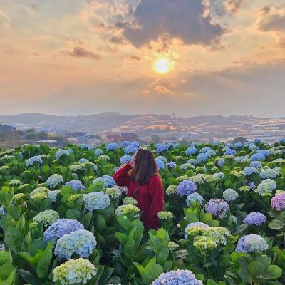 Đà Lạt 4 mùa hoa 2